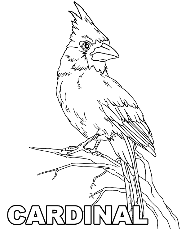 Bird cardinal coloring page to print