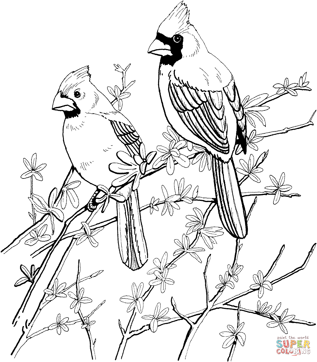 Two red cardinals coloring page free printable coloring pages