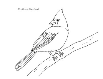 Northern cardinal coloring page by mama draw it tpt