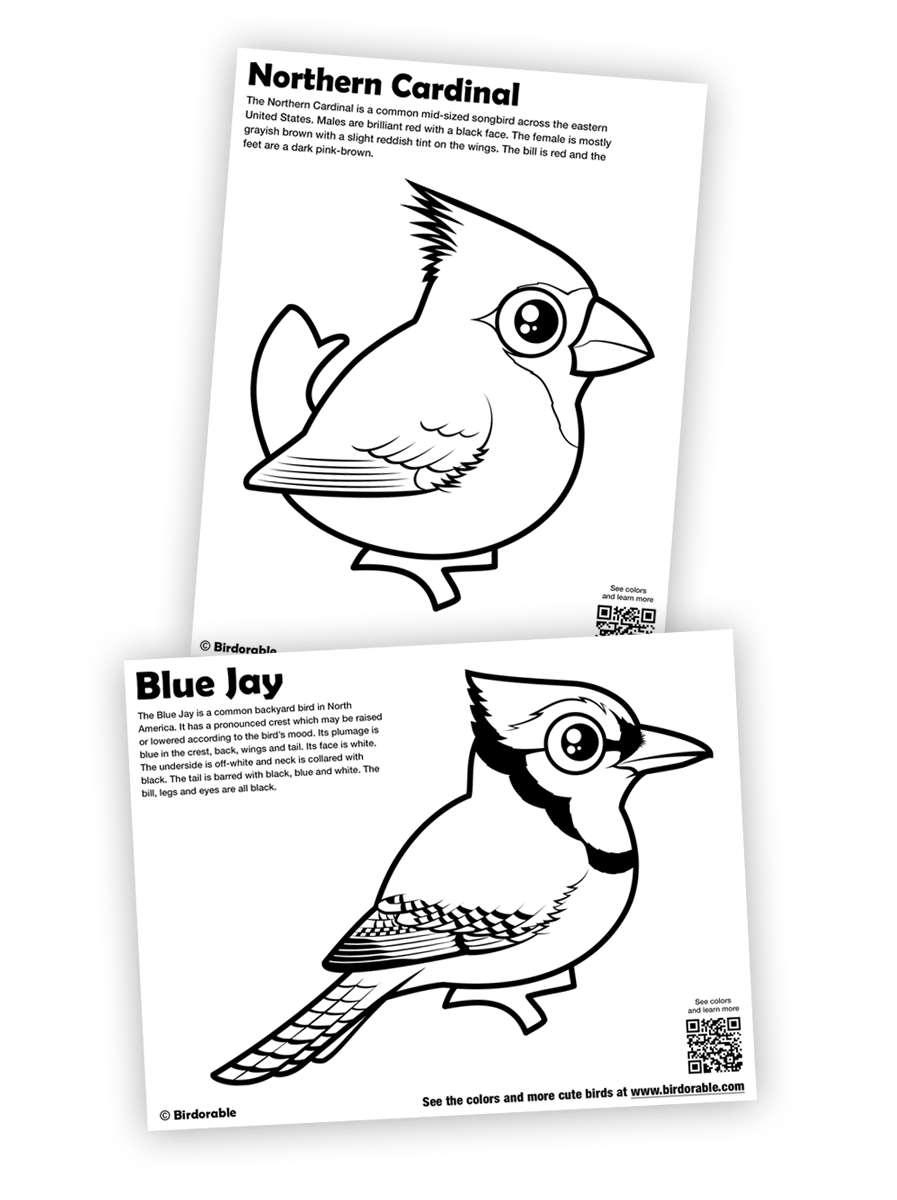 Cute blue jay and cardinal coloring pages