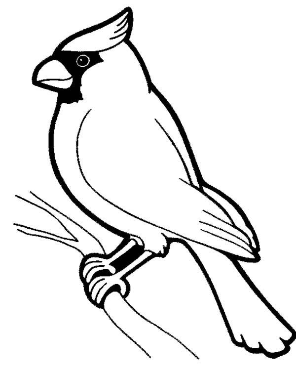 Male cardinal bird coloring page coloring sun bird outline bird coloring pages black and white birds