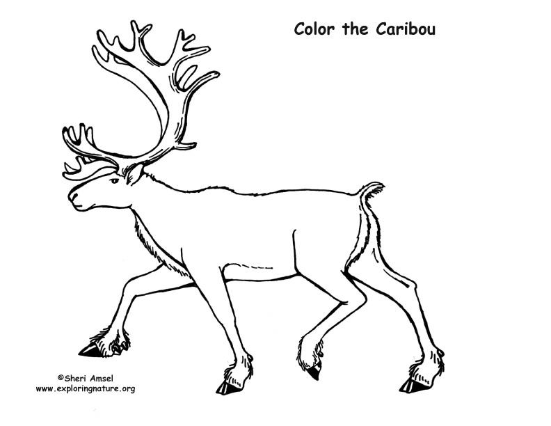 Caribou coloring page