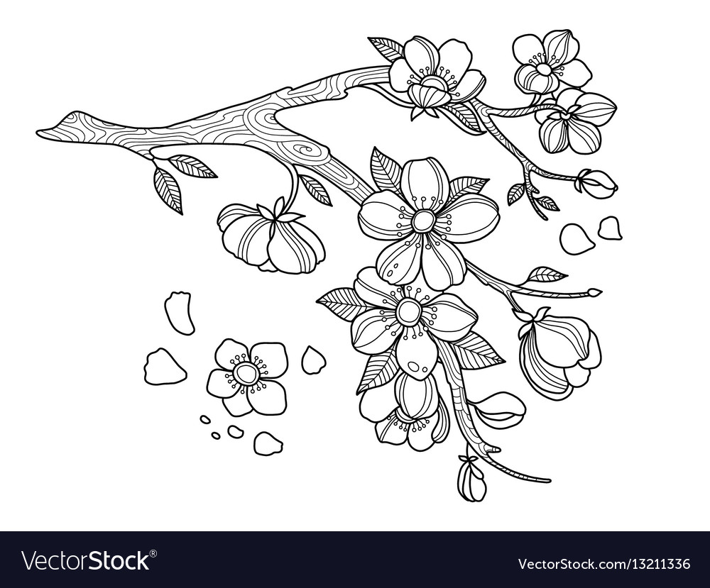 Cherry blossom coloring book royalty free vector image