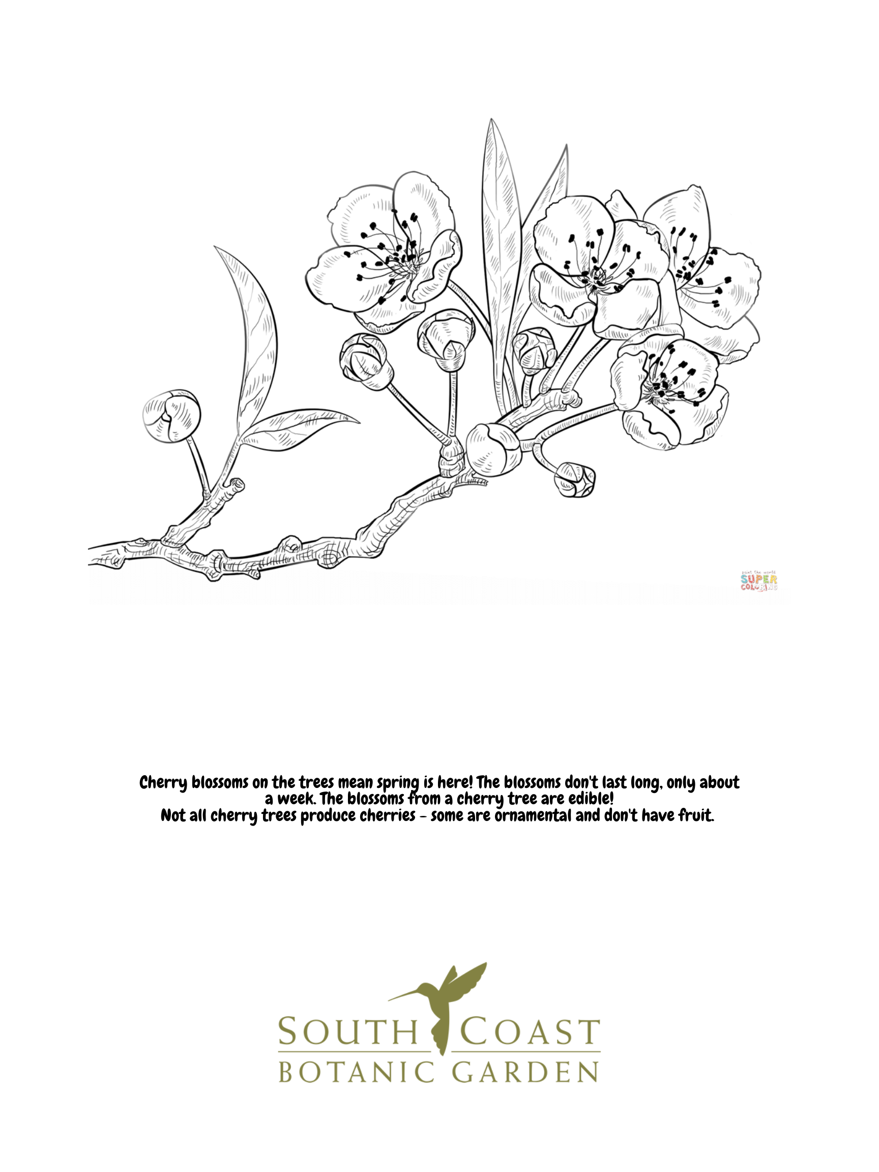 Seeds of fun cherry blossoms and cactus flower coloring pages