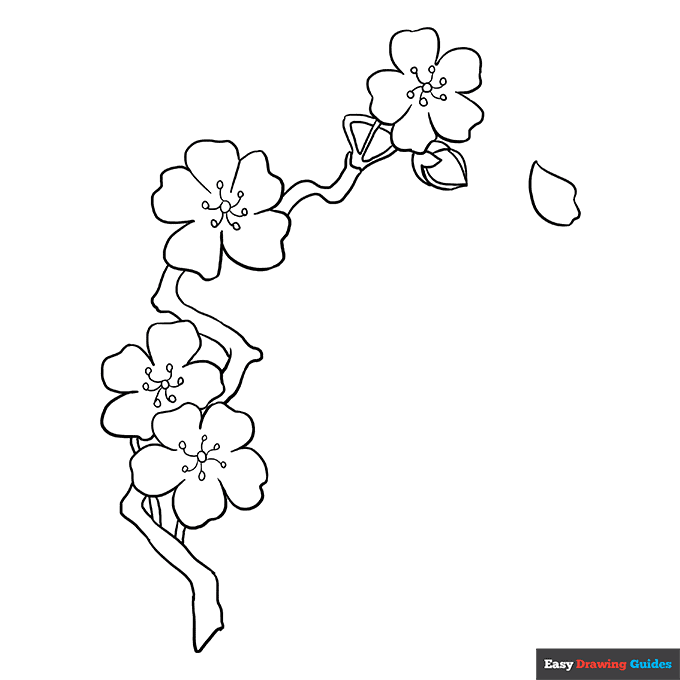 Cherry blossoms coloring page easy drawing guides