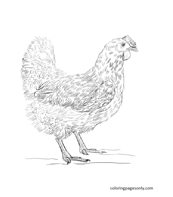 Chicken coloring pages printable for free download