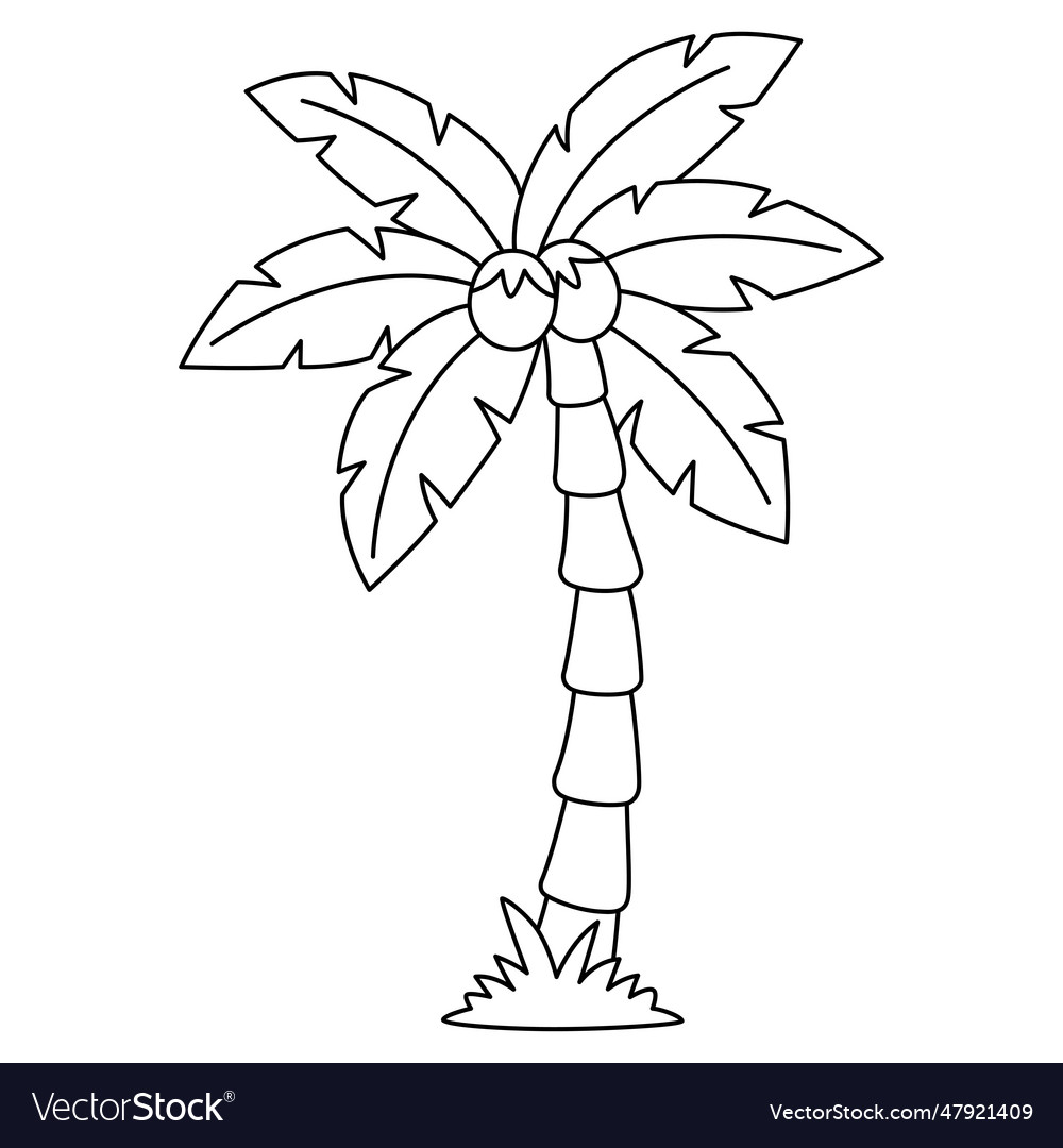 Coconut tree isolated coloring page for kids vector image