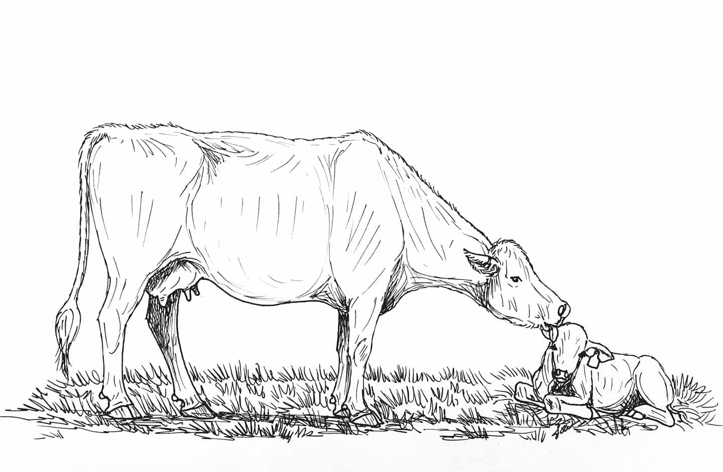 Ranching coloring pages