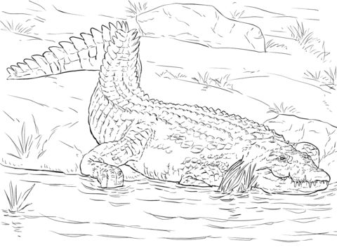 Realistic nile crocodile coloring page from crocodile category select from printable crafts of cartoâ animal coloring pages coloring pages nile crocodile