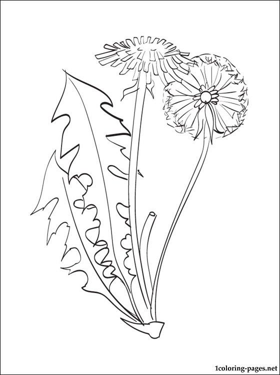 Dandelion coloring page ð ðñðºñðñðºð ððñðððñððº ððñðððñðµñðºððµ ñðññððºð