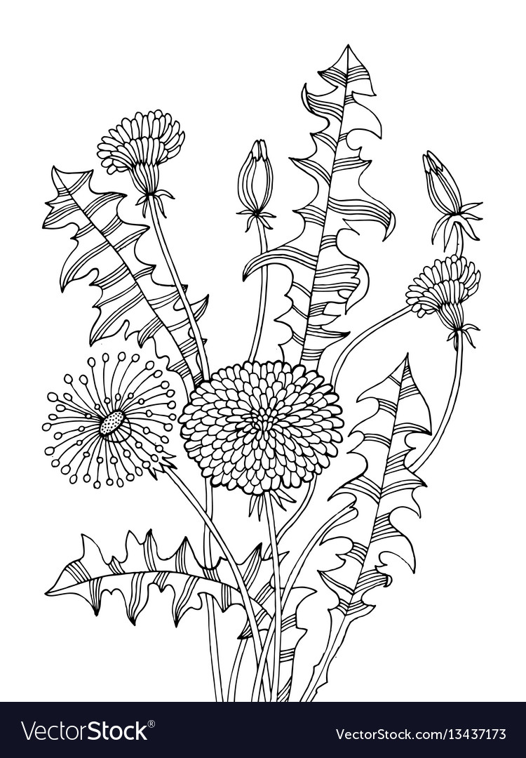 Dandelion plant coloring book royalty free vector image