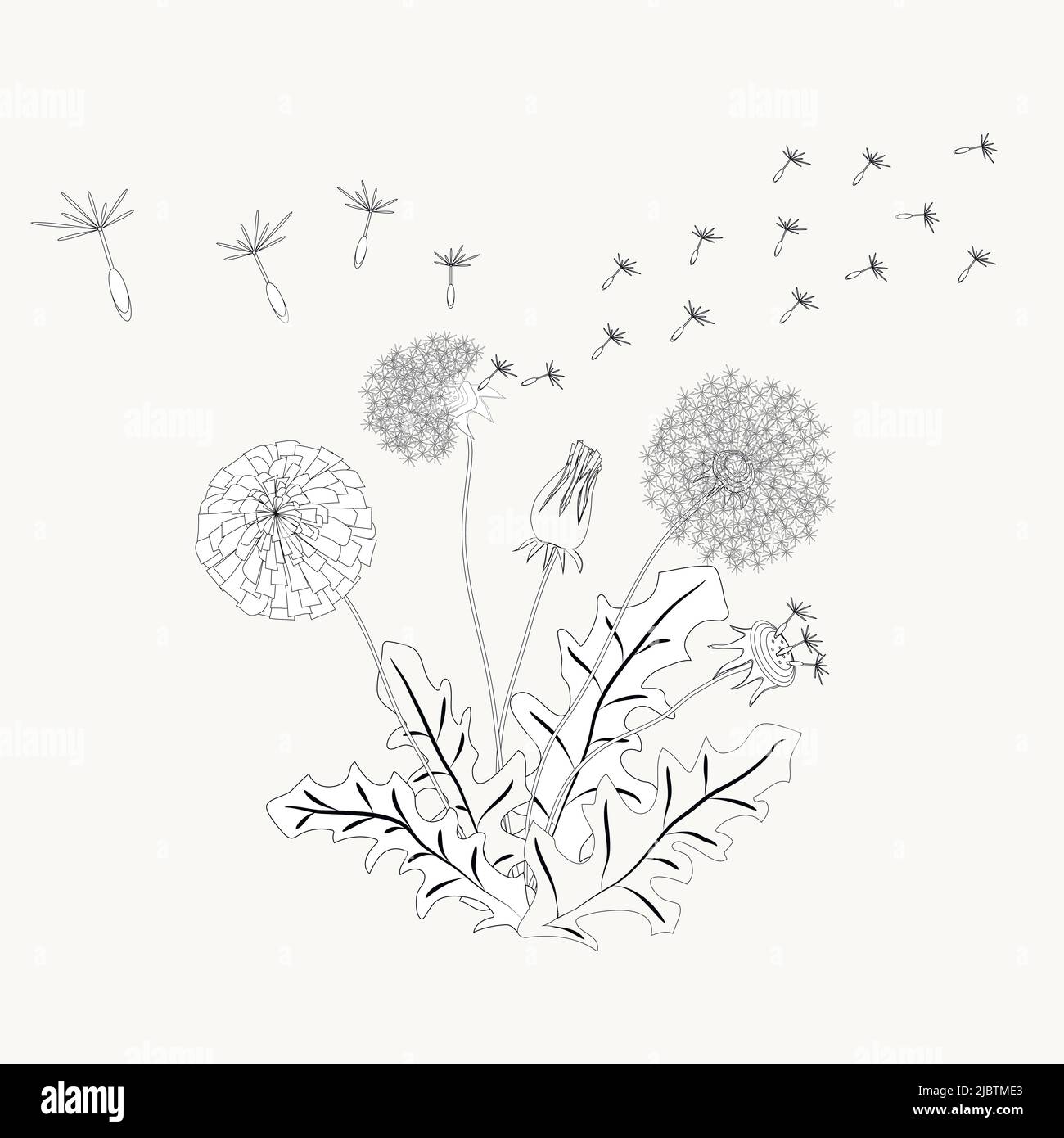 Dandelion contour vector illustration made in the artistic style for textiles coloring book decorations herbal tea medical stock vector image art