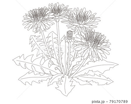 Flower coloring book dandelion flower