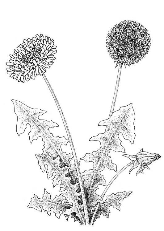 Coloring page dandelion