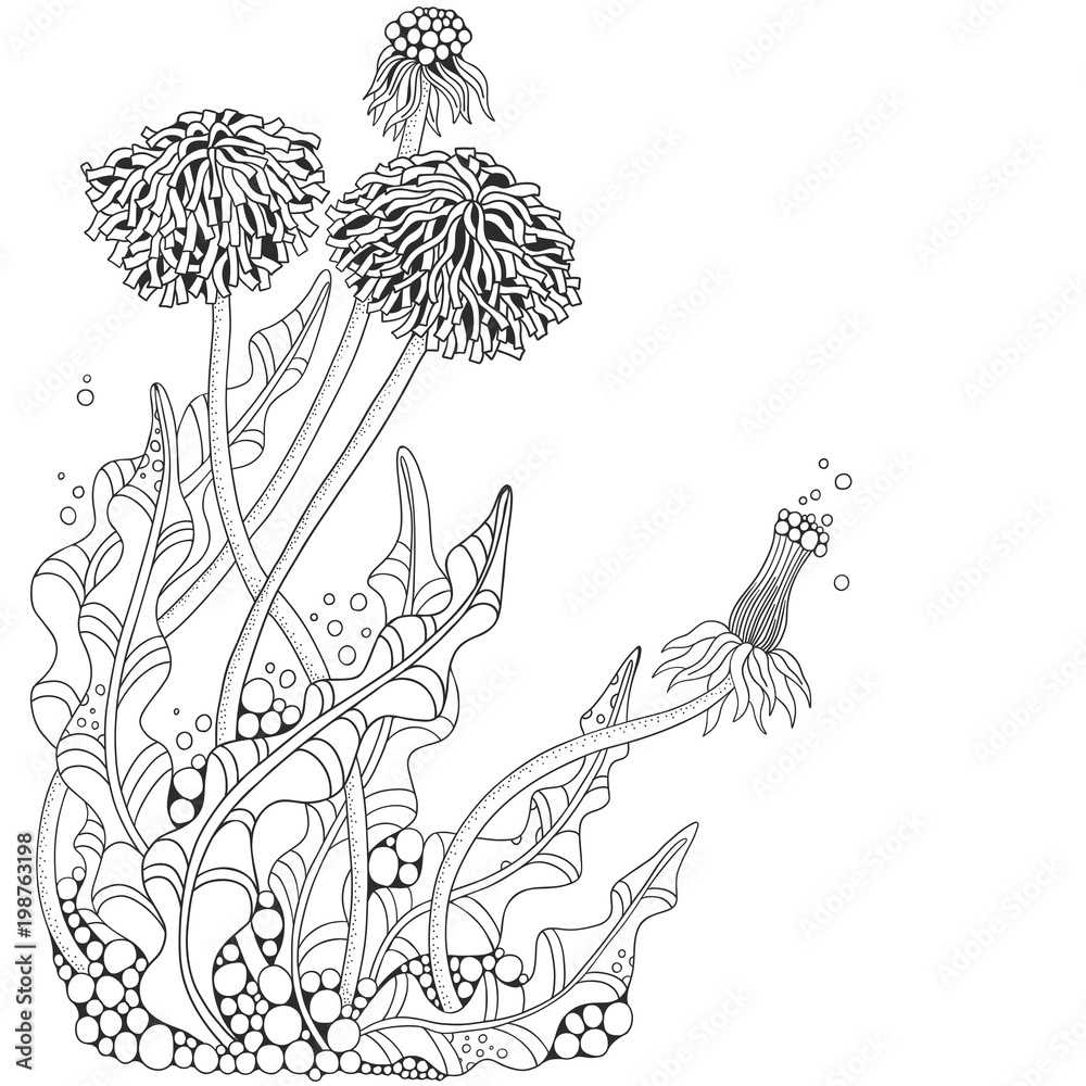 Dandelion flower adult coloring book page black and white vector illustration doodle hand drawn art herbal botanical sketch vector