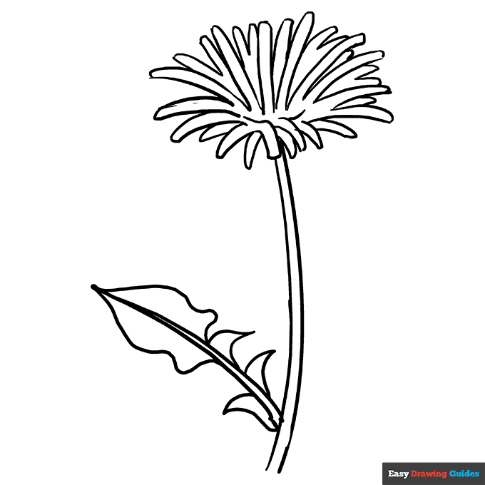 Dandelion coloring page easy drawing guides