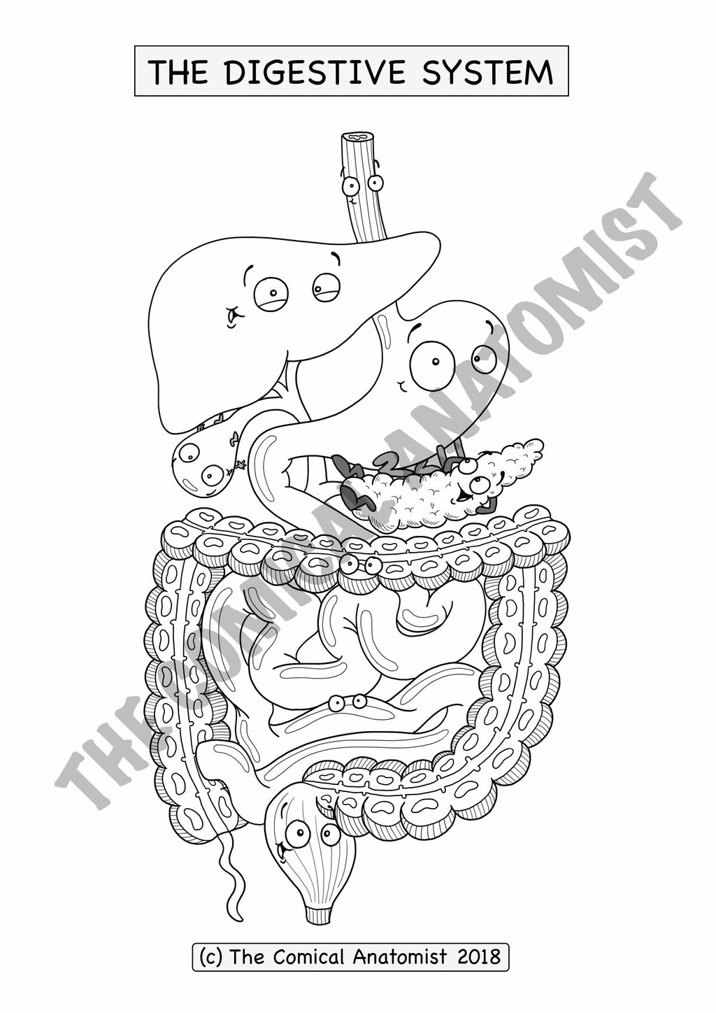 Digestive system coloring book digital download the ical anatomist shop