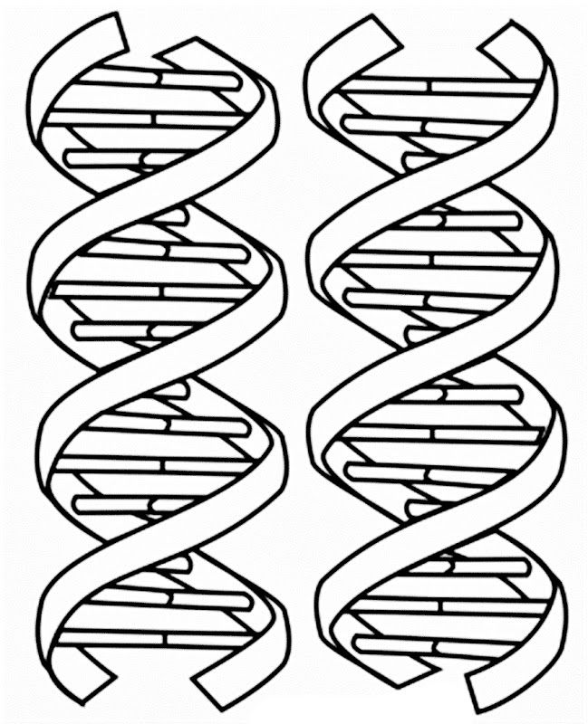 Images of dna coloring pages coloring pages enseãanza biologãa redacciãn de textos adn