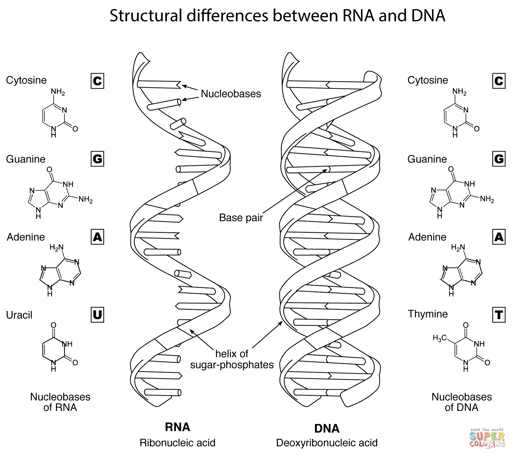 Structural differences between rna and dna coloring page free printable coloring pages