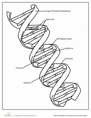 Dna worksheet education dna worksheet biology lessons teaching biology