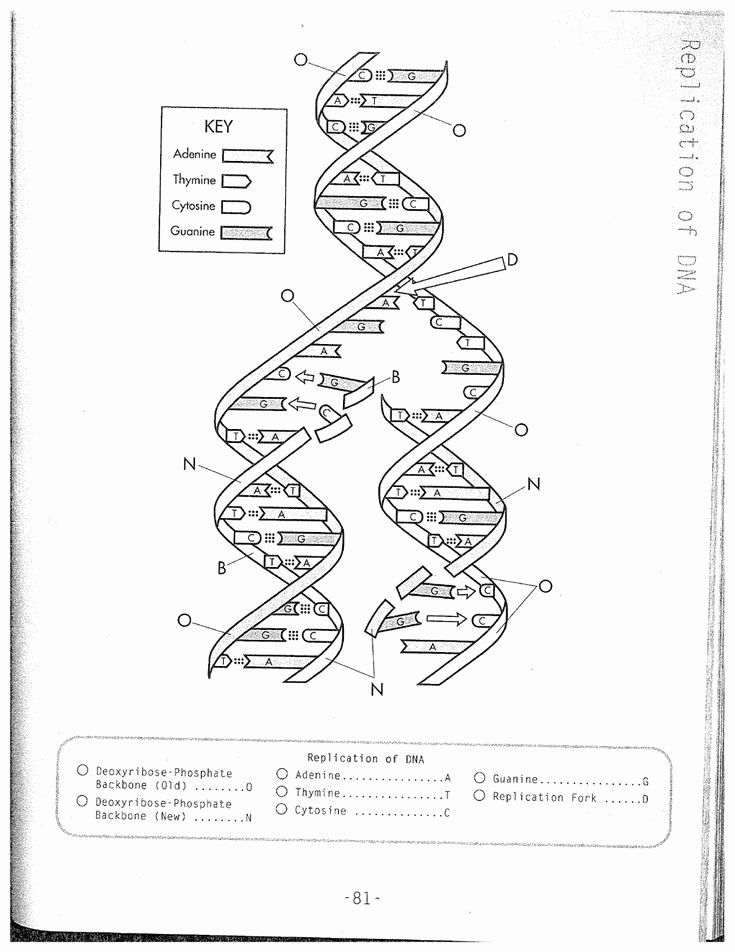 Serecara template dna worksheet dna replication color worksheets