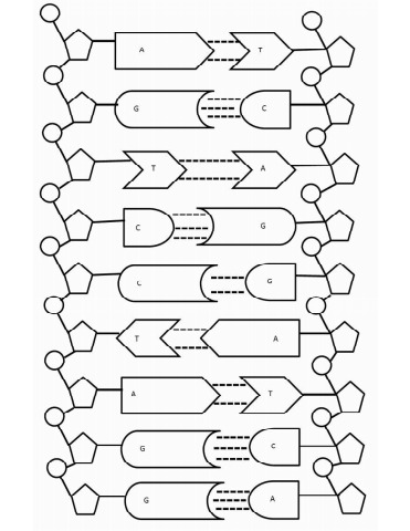 Dna