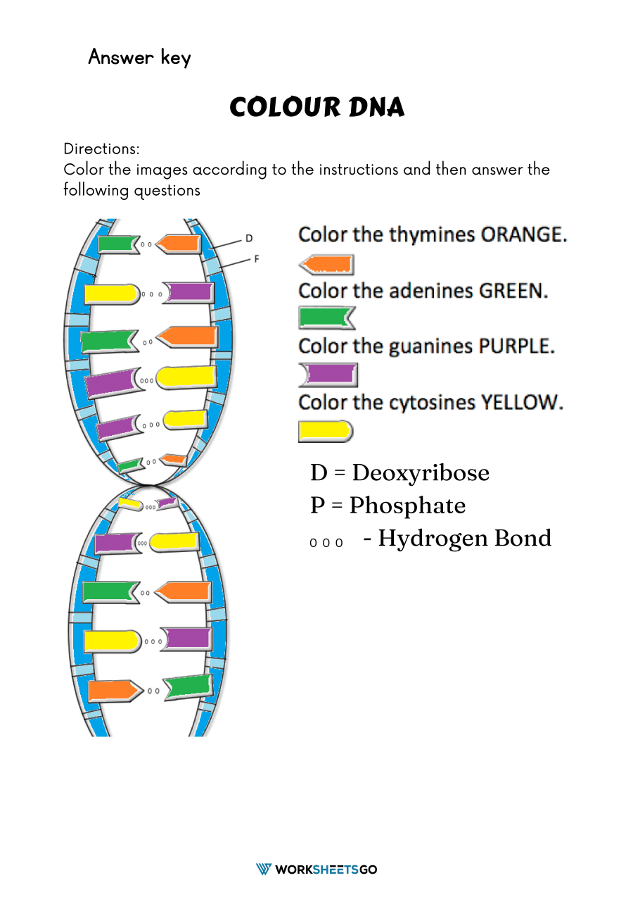 Color dna worksheets