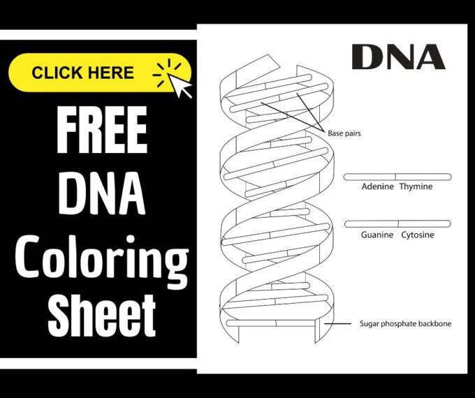 Dna coloring worksheet