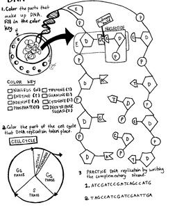 Dna replication coloring sheet dna replication color worksheets teaching biology