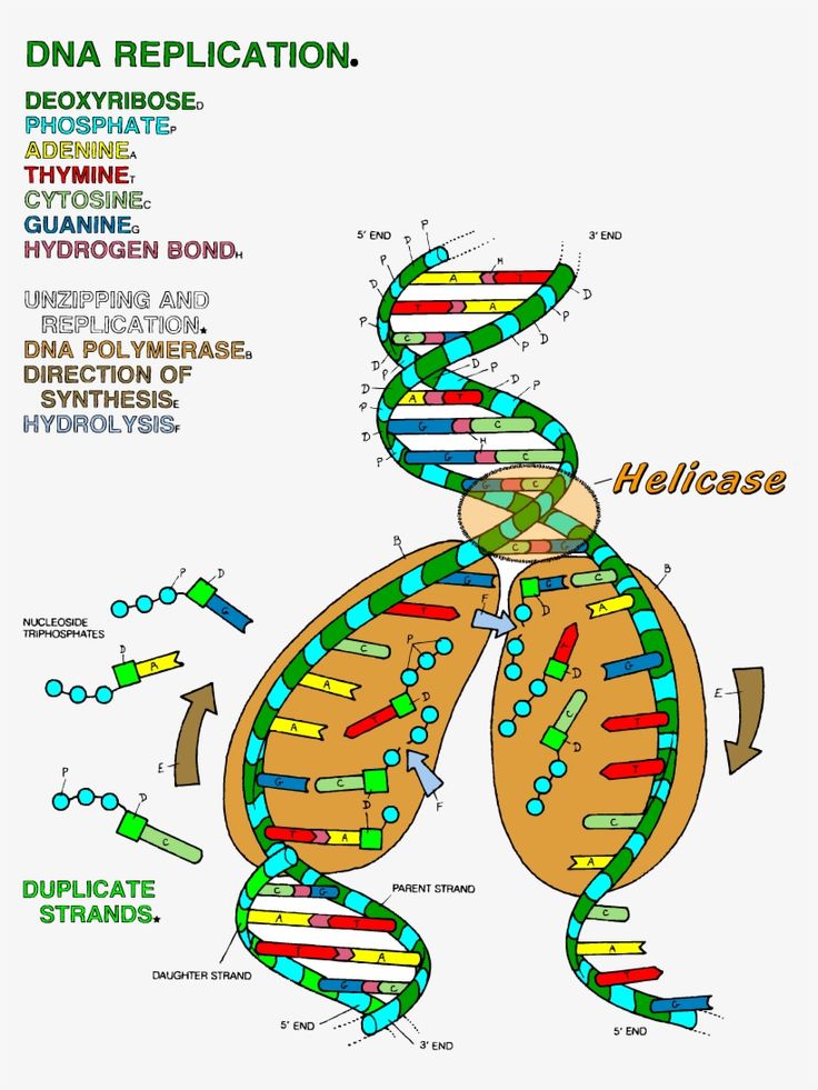 The double helix coloring worksheet answer key dna replication color worksheets dna polymerase