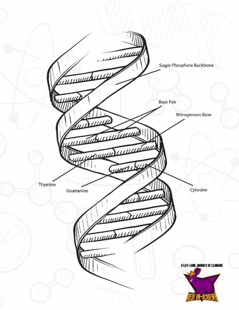 Free dna double helix worksheets