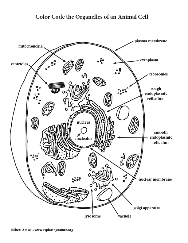 Animal cell