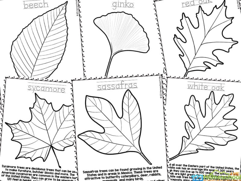 Free fall leaf coloring pages with realistic pictures to color