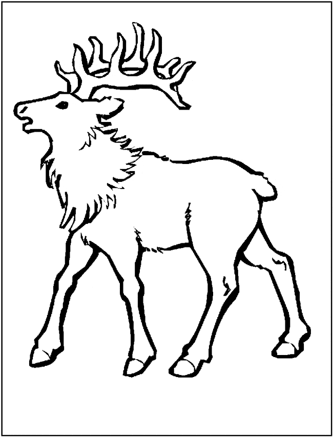 Elk coloring page