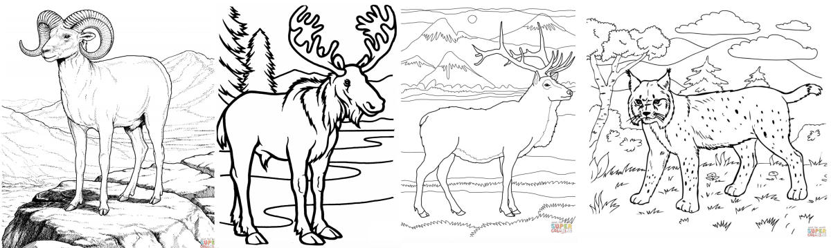 Estes park wildlife coloring pages