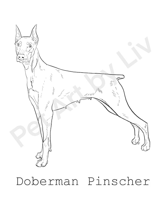 Doberman pinscher coloring page