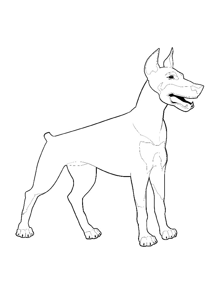 Doberman coloring pages