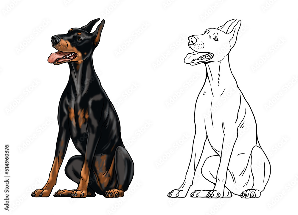 Cute dobermann drawing for coloring book isolated illustration with the elegant dog black doberman pinscher drawing ilustraciãn de