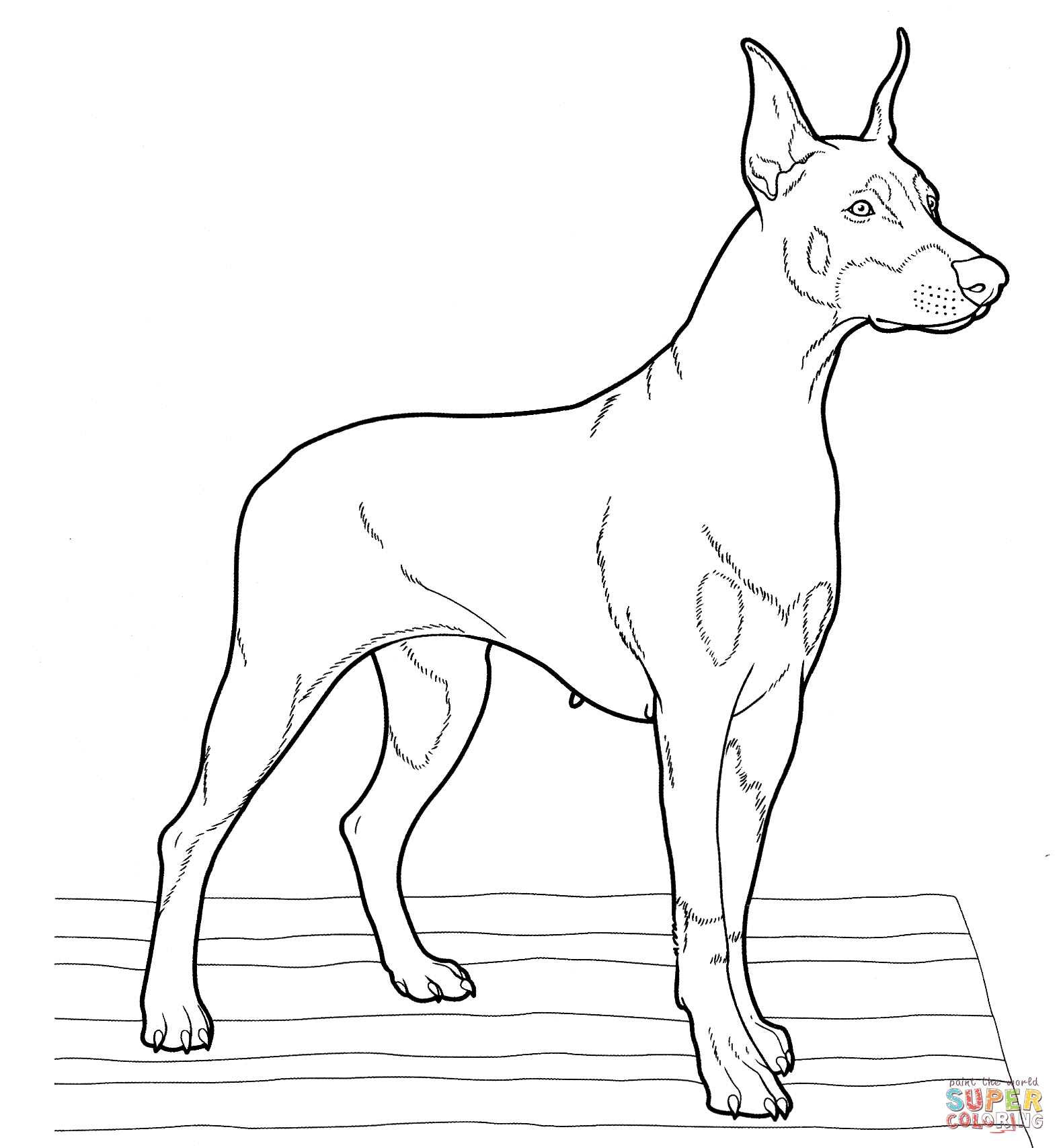 Doberman coloring page free printable coloring pages