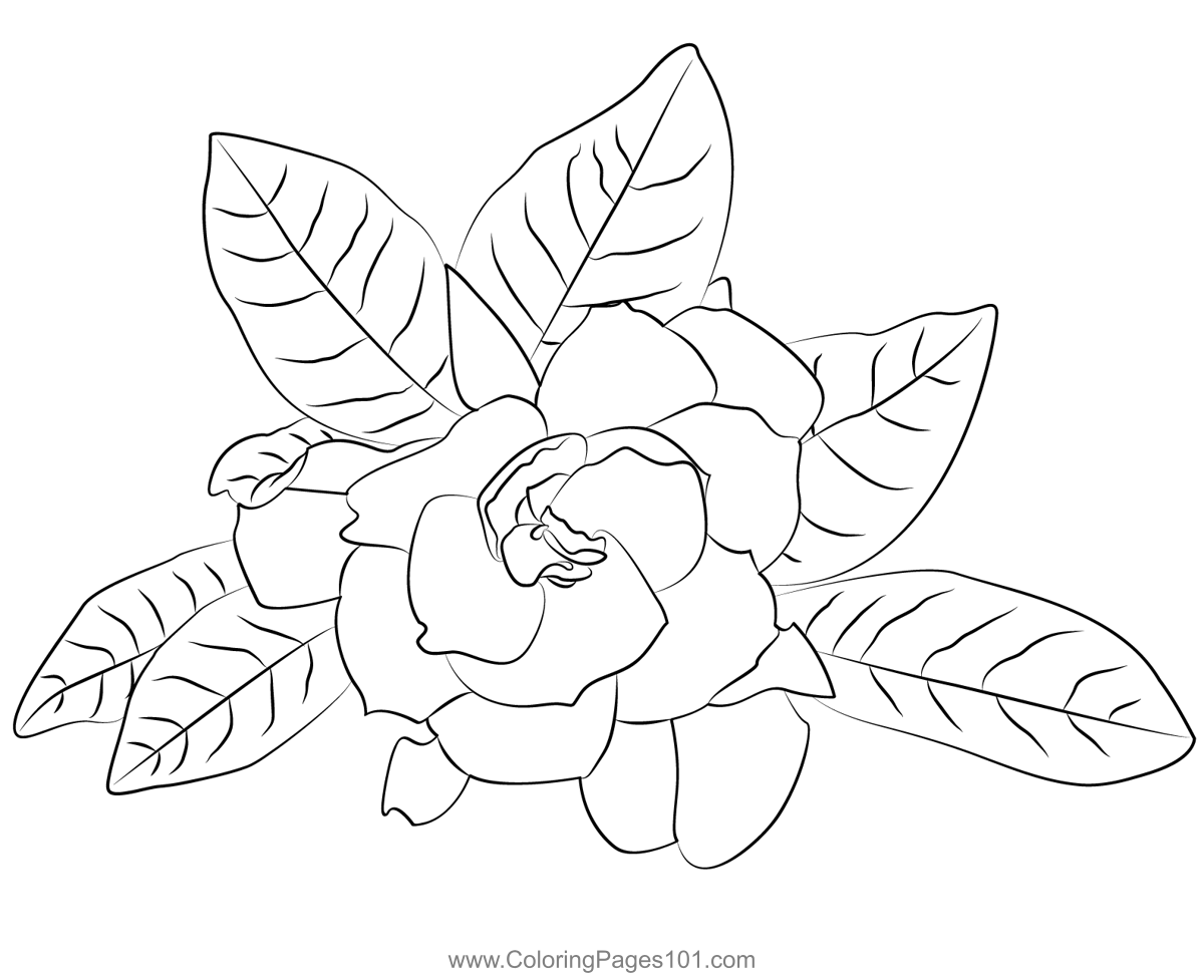 Gardenia coloring page for kids