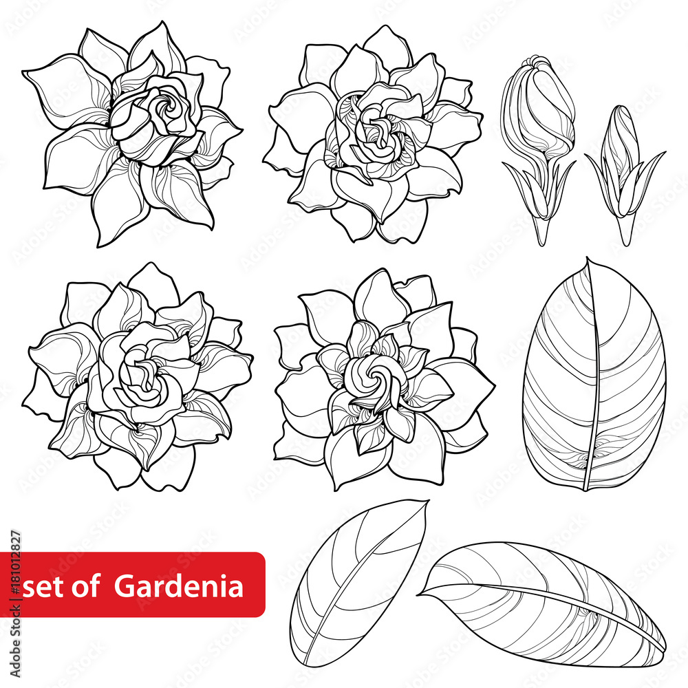 Vector set with outline gardenia flower ornate bud and leaves in black isolated on white background perennial tropical fragrant plant gardenia in contour style for summer design and coloring book vector