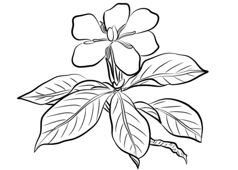 Gardenia augusta coloring page free printable coloring pages