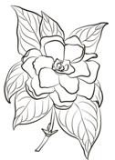 Gardenia coloring pages free coloring pages