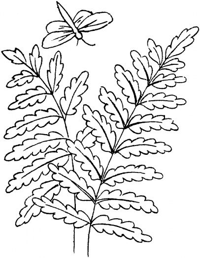 Fern leaves tree coloring page coloring pages butterfly coloring page