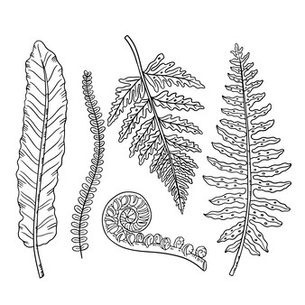 Fern coloring page images