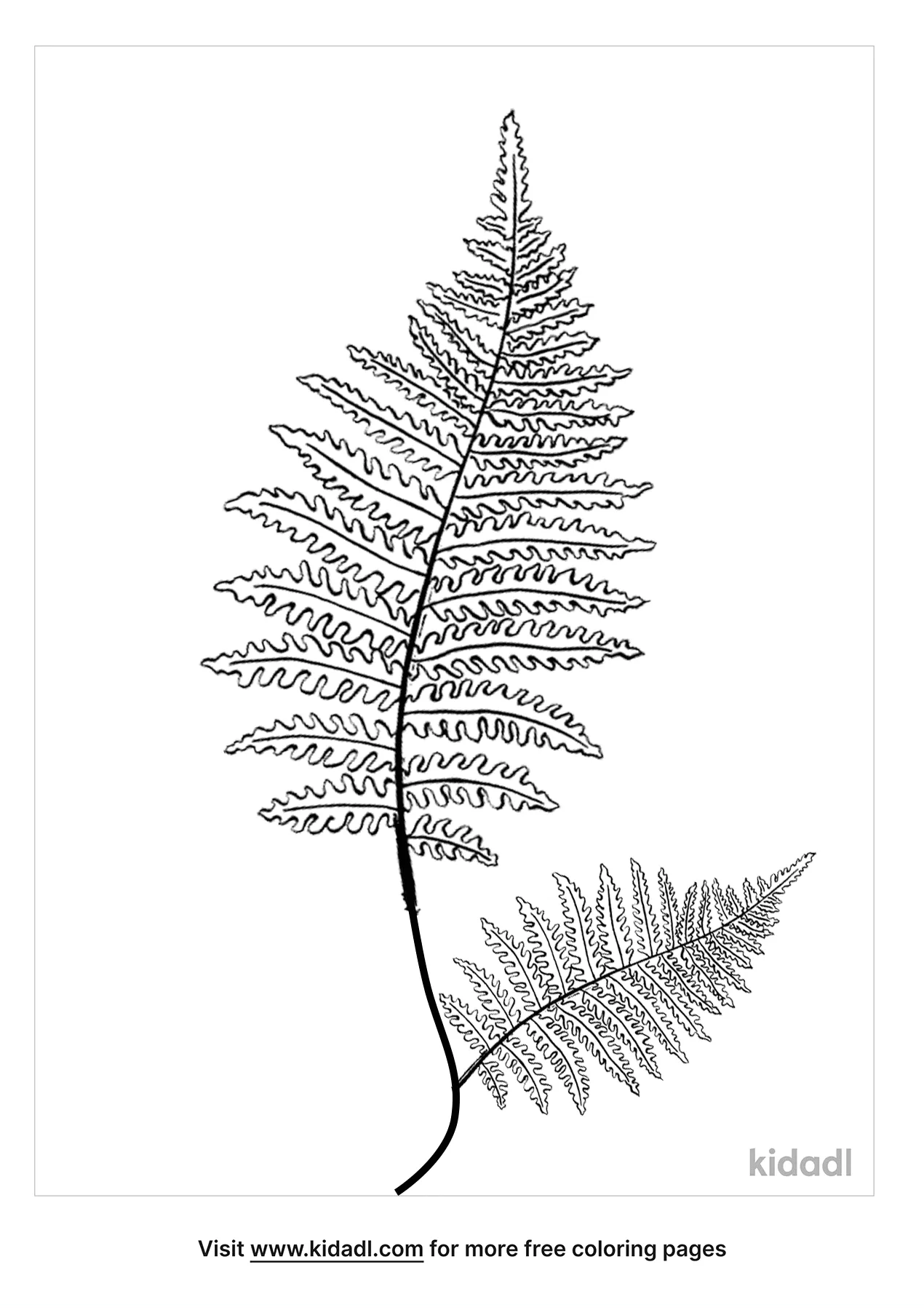 Free fern coloring page coloring page printables