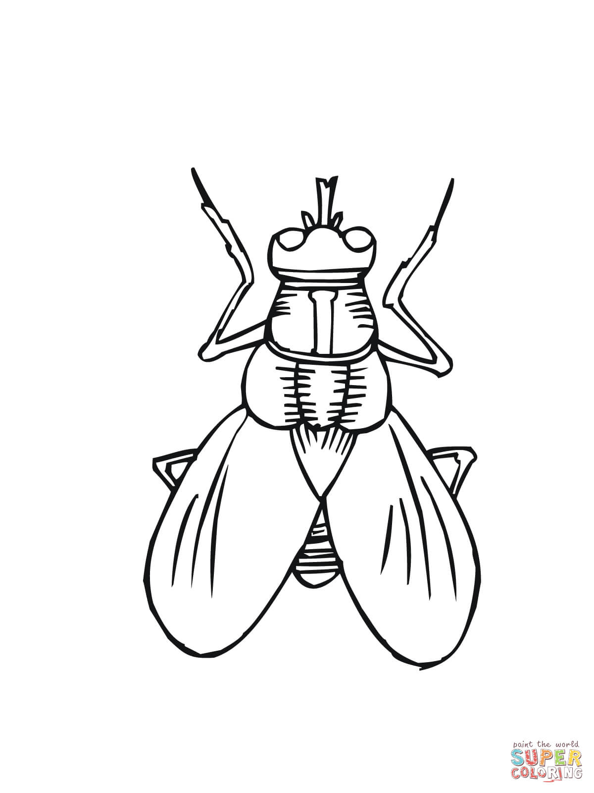 House fly coloring page free printable coloring pages