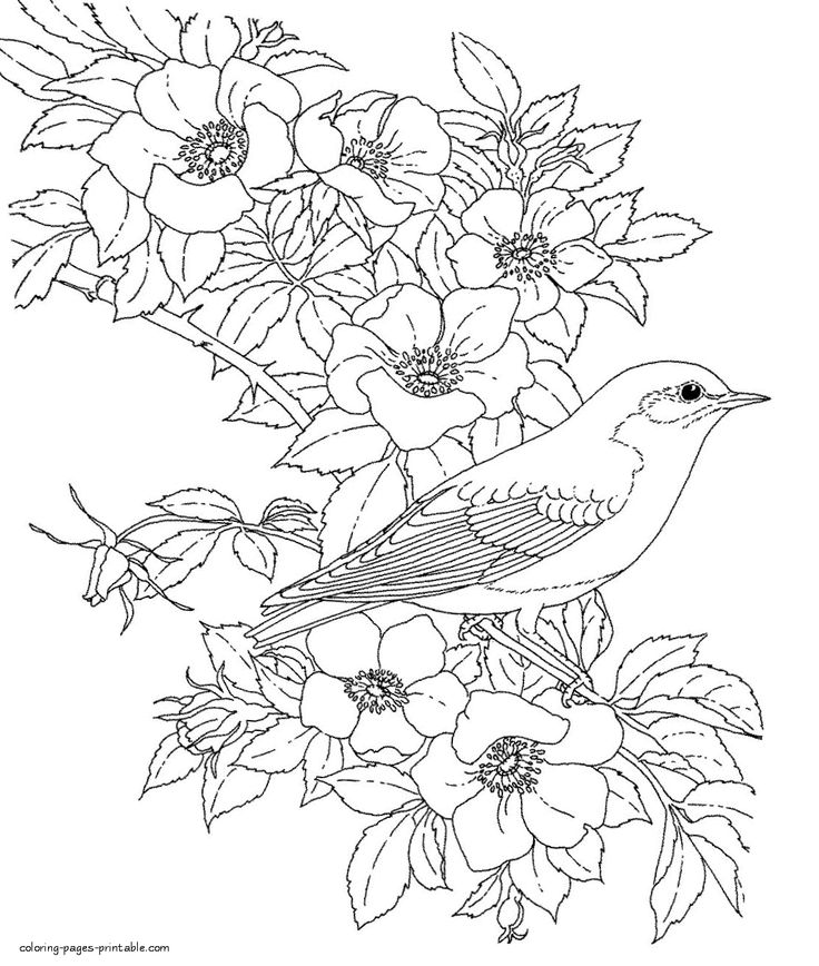 Coloring pages for adults bird and flowers bird coloring pages adult coloring flowers coloring pages