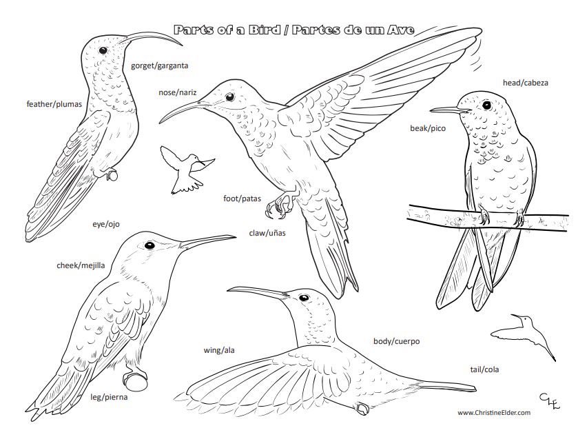 Bird coloring pages for kids