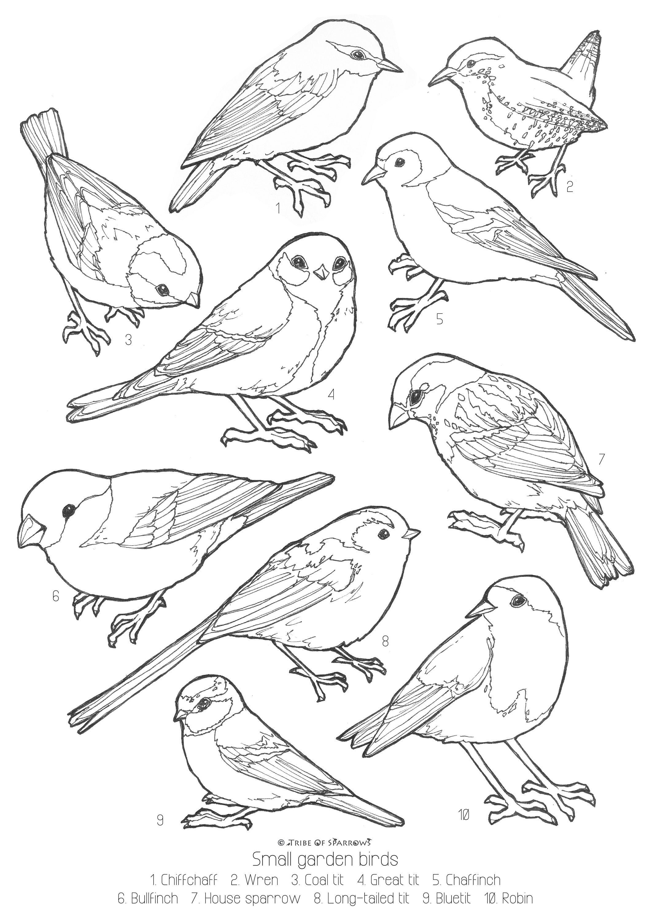 Small garden birds uk colouring page digital download print at home